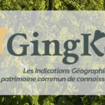 GingKo