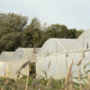 FERMENTS colloque final